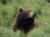 Bear 5