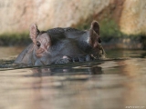 Hippo 3