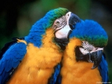 Macaw 5