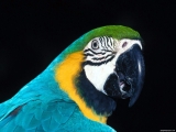 Macaw 7