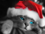 Santa Kitty
