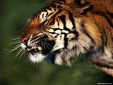 Tiger 11