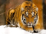 Tiger 5