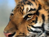 Tiger 8
