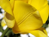 Tulip Petal